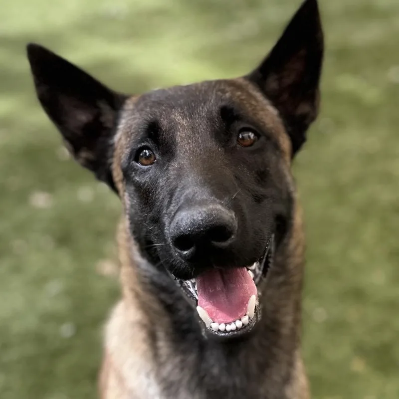 A young medium-sized male Brown / Chocolate Belgian Shepherd / Malinois dog named Atari  Ecas for adoption in Pleasanton, CA