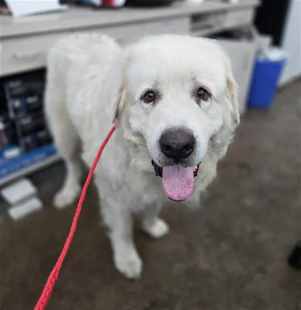 An adult extra large-sized male Great Pyrenees dog named Buford for adoption in Dallas, TX