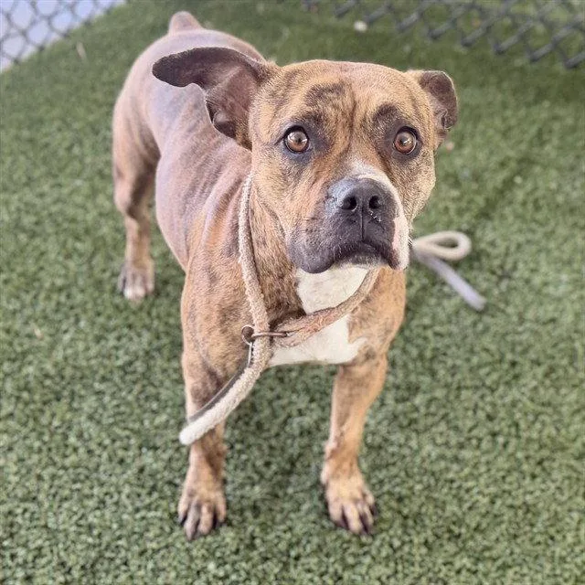 An adult medium-sized female Boxer dog named Xerox for adoption in Tavares, FL