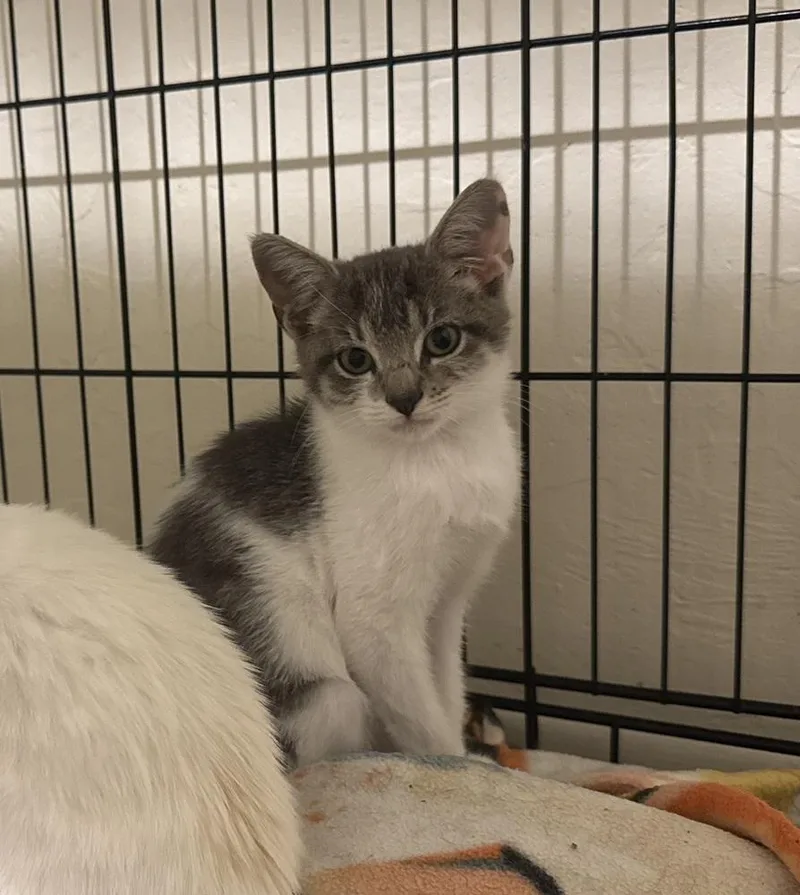 A baby small-sized male Domestic Short Hair cat named Pistachio for adoption in tucson, AZ