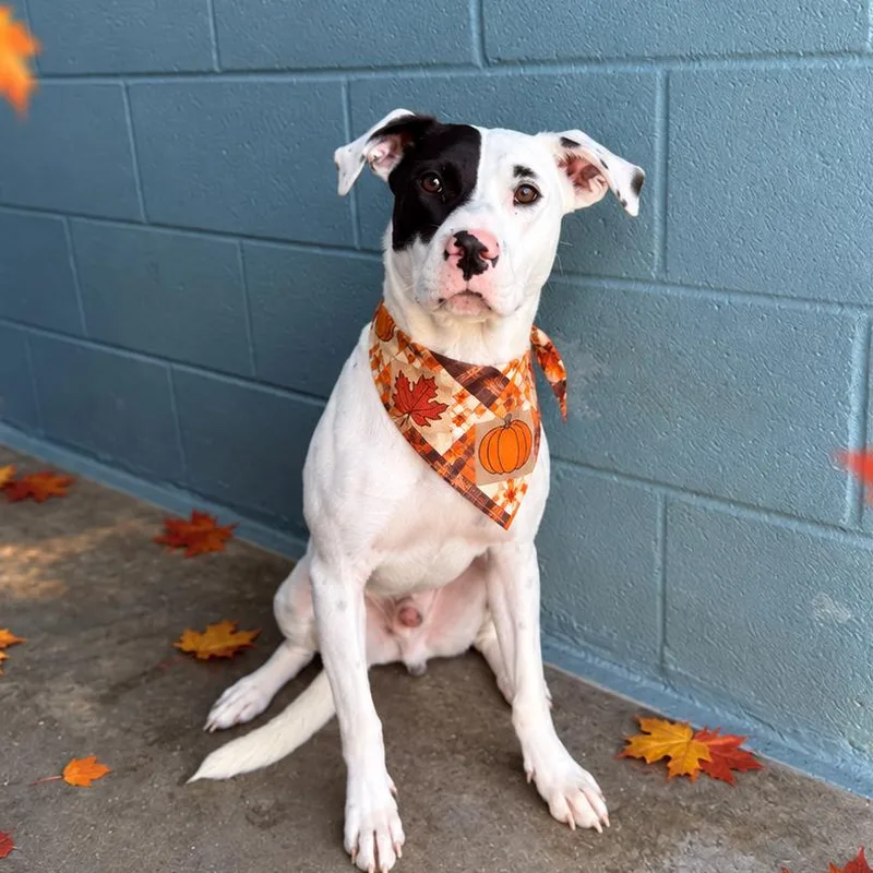 A young medium-sized male White / Cream Mixed Breed dog named Echo for adoption in Buffalo, MN