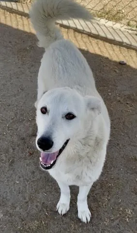 An adult large-sized male Husky dog named Snow for adoption in Bakersfield, CA