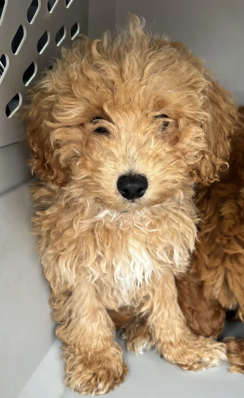 Biscuit