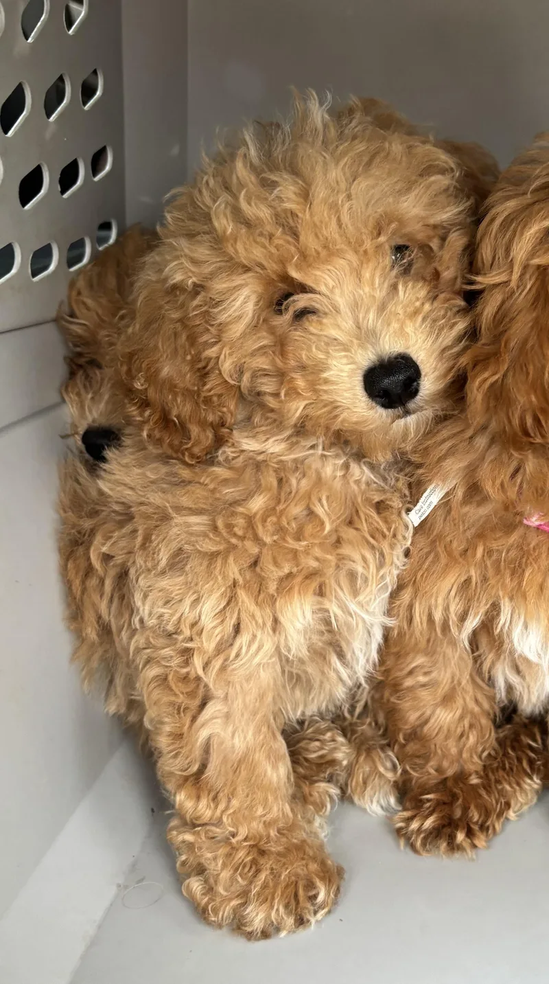 Biscuit thumbnail 3