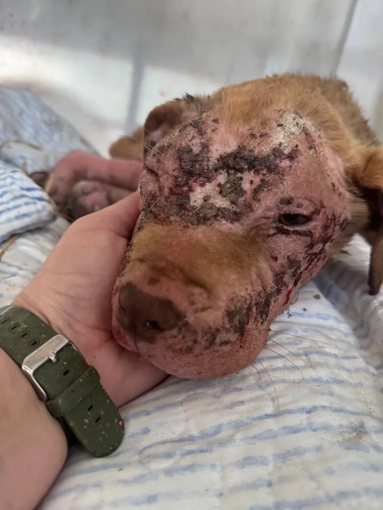 A baby large-sized female Mixed Breed dog named Carina for adoption in Waynesville, GA