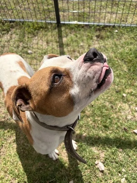 A young large-sized female American Staffordshire Terrier dog named Calliope for adoption in Chester, SC