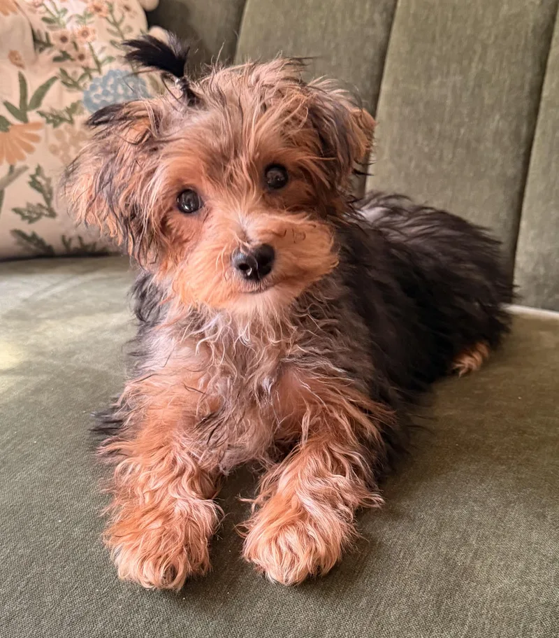 A baby small-sized male Yorkshire Terrier dog named Petey for adoption in Overland Park, KS