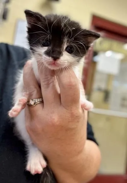 A baby small-sized female Domestic Short Hair cat named Tiffany for adoption in Independence, MO