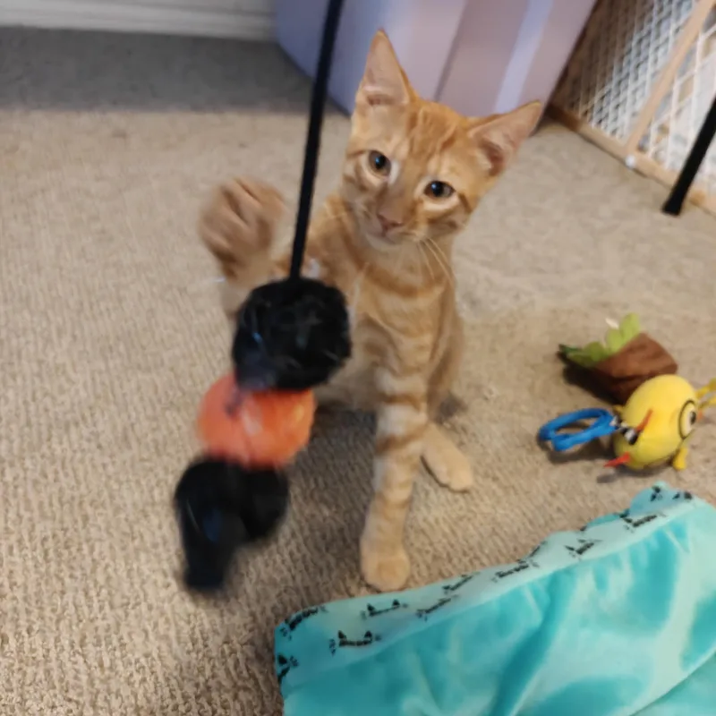 Cheddar thumbnail 3
