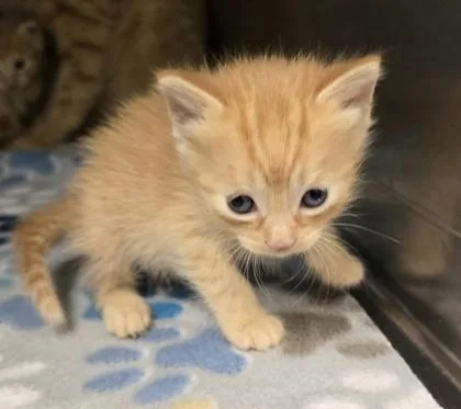 A baby small-sized female Domestic Short Hair cat named Piper for adoption in Gainesville, FL
