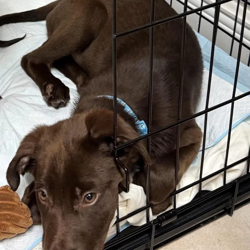 A baby small-sized male Brown / Chocolate Chocolate Labrador Retriever dog named Frank for adoption in Baton Rouge, LA