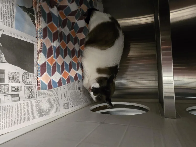 An adult medium-sized male Snowshoe cat named Louie for adoption in Houston, TX