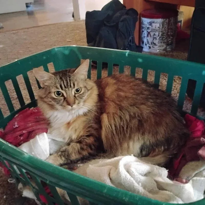 An adult large-sized female Domestic Short Hair cat named Minnie for adoption in Reno, NV