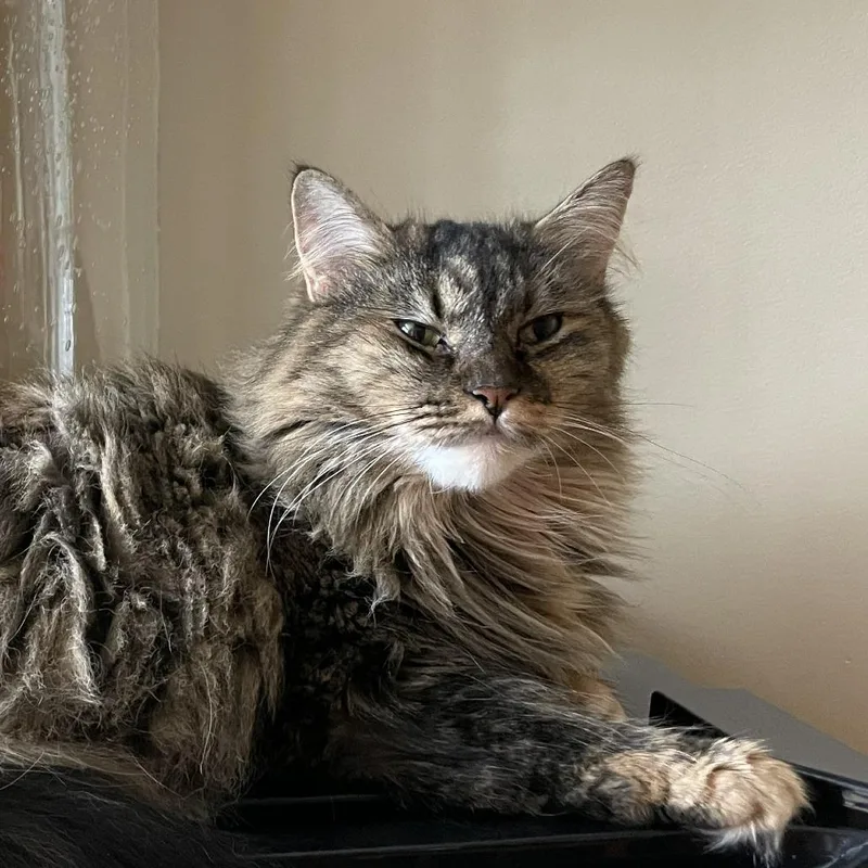 A senior medium-sized female Torbie Maine Coon cat named Winnie for adoption in Dover, NH
