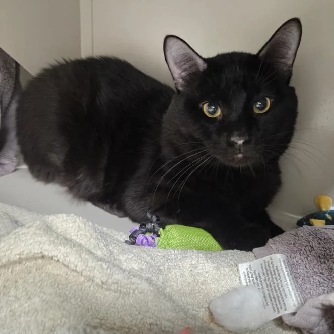 An adult large-sized male Domestic Short Hair cat named Tiberius for adoption in Las Vegas, NV