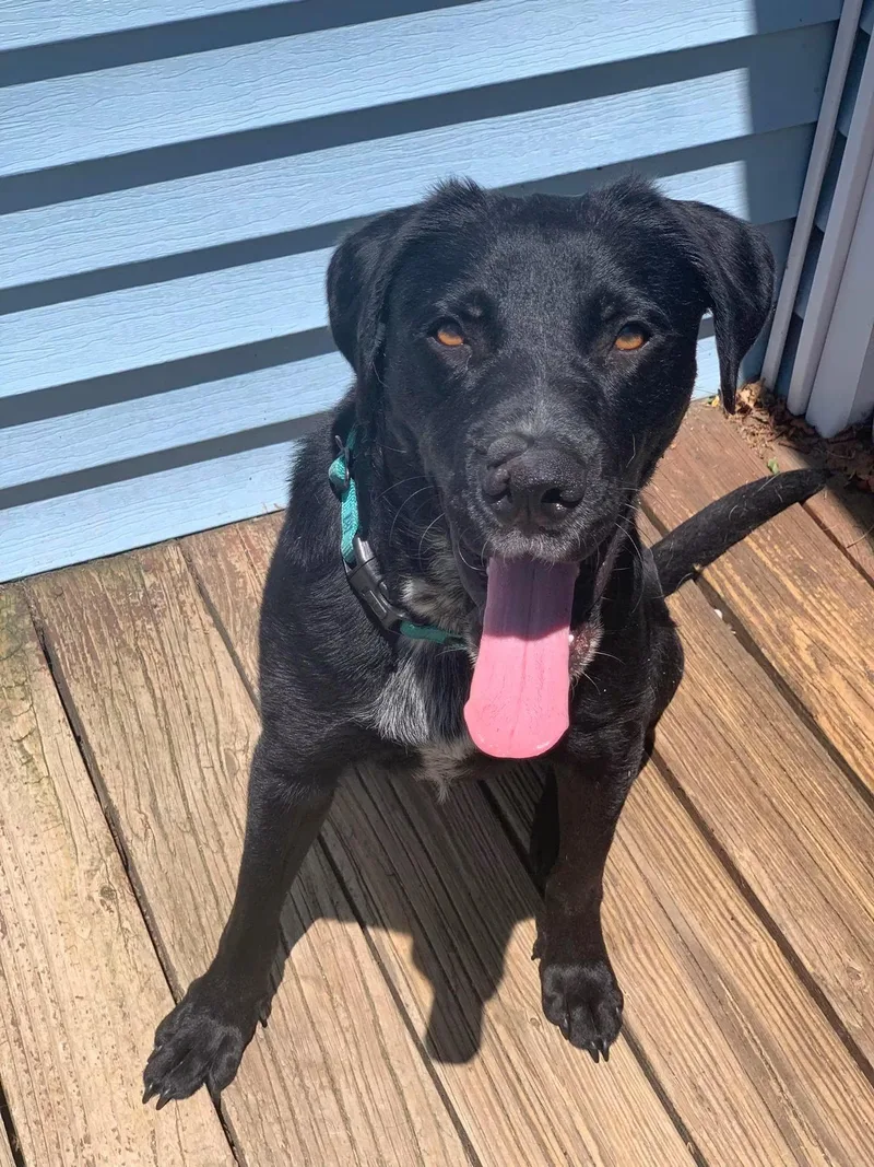 An adult medium-sized male Black Labrador Retriever dog named Barber for adoption in Succasunna, NJ