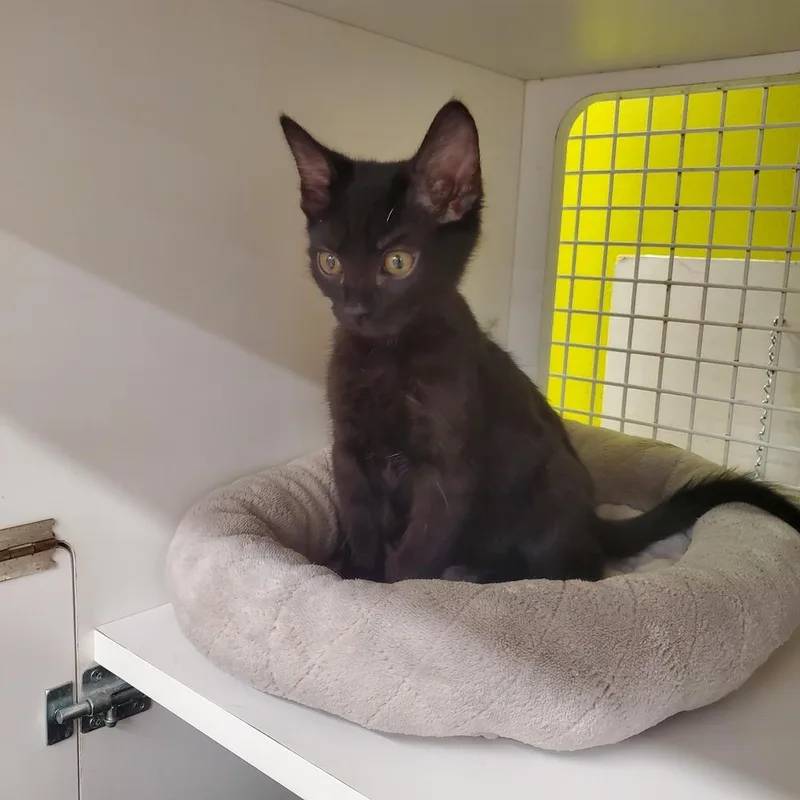 A baby small-sized male Black Domestic Short Hair cat named Mr. Meowgi for adoption in Dallas, TX