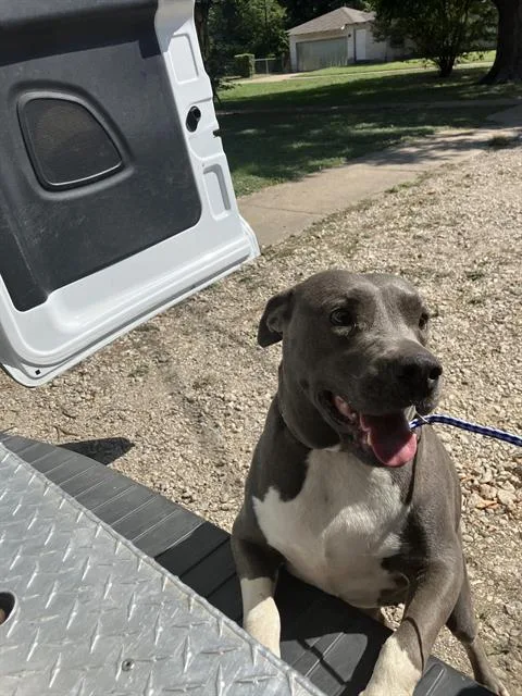 An adult medium-sized female Pit Bull Terrier dog named Misty for adoption in Dallas, TX