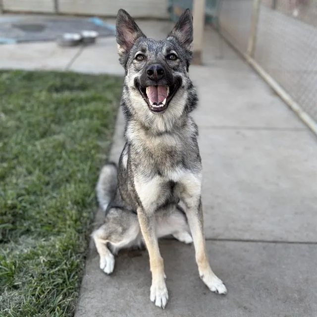An adult small-sized female German Shepherd Dog dog named Nova for adoption in Modesto, CA