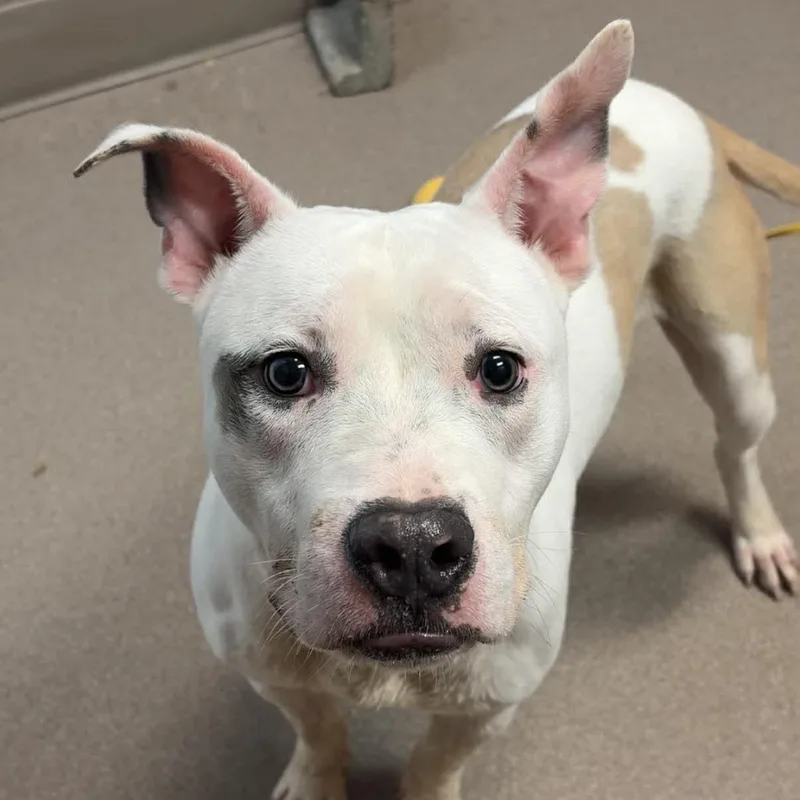 A young medium-sized male Staffordshire Bull Terrier dog named Grogu for adoption in Valparaiso, IN