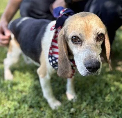 An adult small-sized male Beagle dog named Rigby for adoption in Midland, VA
