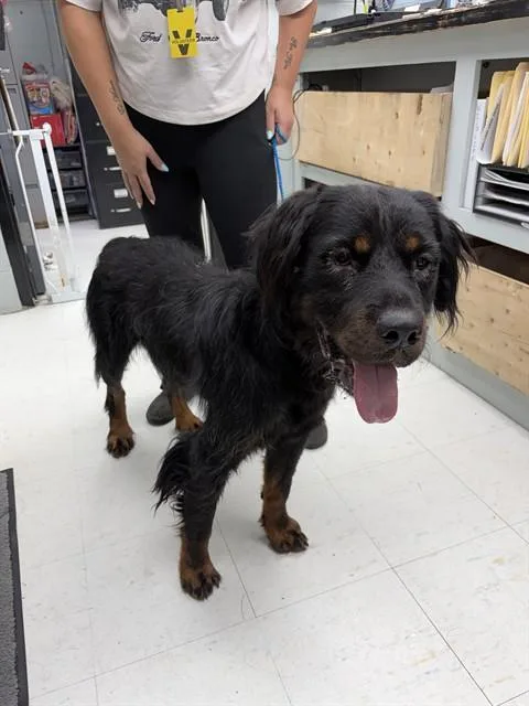 A young large-sized male Rottweiler dog named Scorpion for adoption in Chester, SC