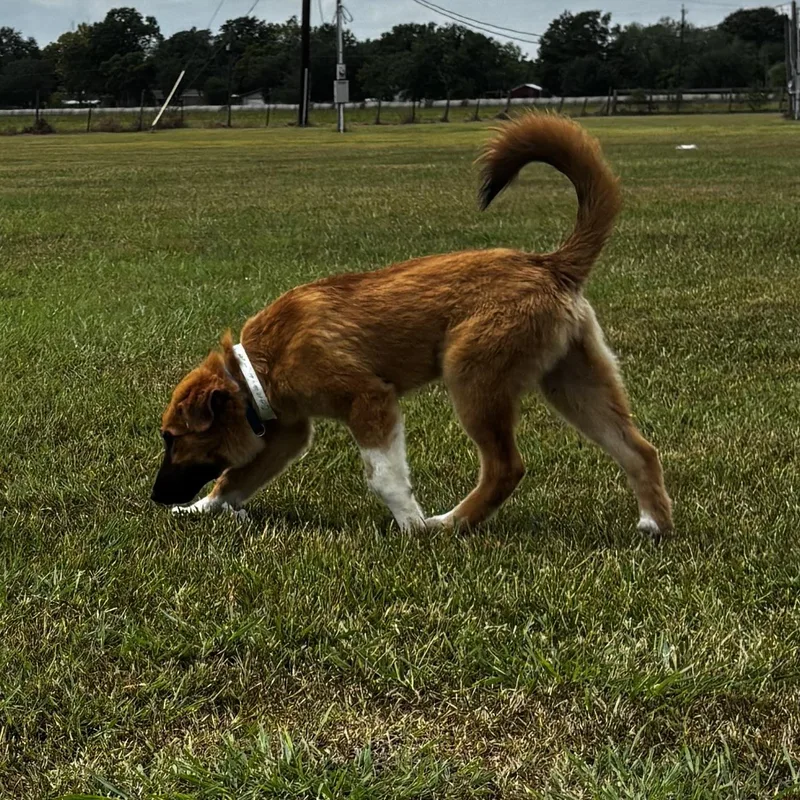A baby large-sized male German Shepherd Dog dog named Stud for adoption in Liverpool, TX