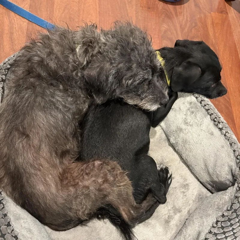 A young small-sized female Black Dachshund dog named Star Costa Mesa Location for adoption in Chino Hills, CA