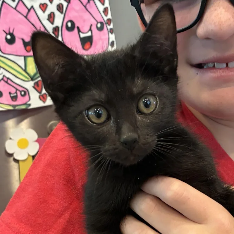 A baby small-sized male Black Domestic Short Hair cat named Damien for adoption in Upland, CA