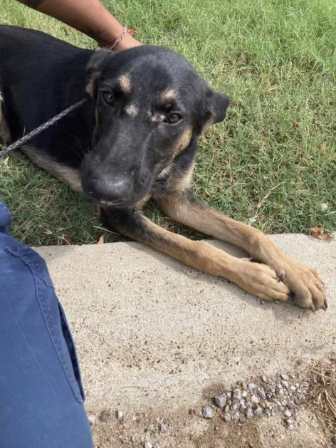 A young large-sized male Mixed Breed dog named Waylon for adoption in Dallas, TX