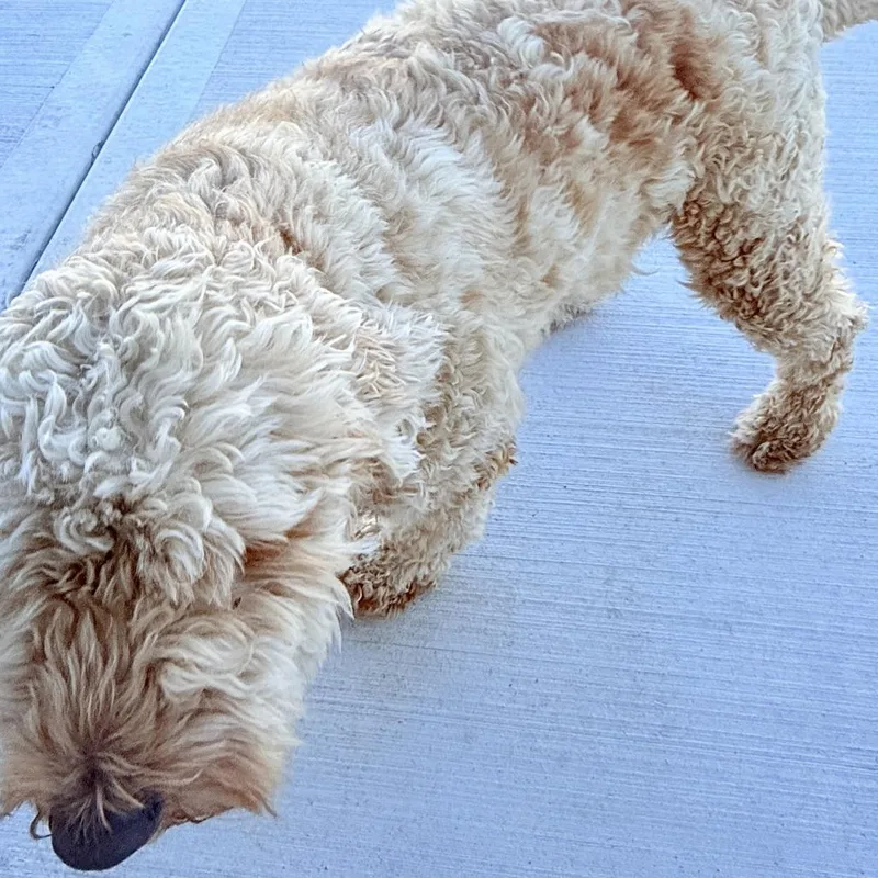 An adult small-sized male Brown / Chocolate Golden Retriever dog named Pluto  Home To for adoption in South Elgin, IL