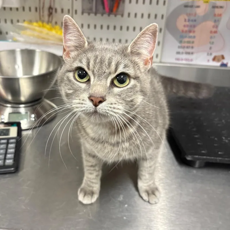 An adult medium-sized female Gray / Blue / Silver Domestic Short Hair cat named Ketchup for adoption in League City, TX