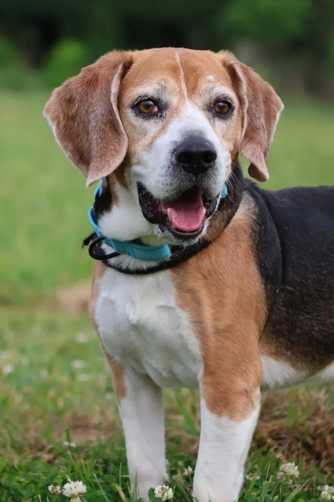 An adult small-sized male Mixed Breed dog named Rufus for adoption in Columbia, TN