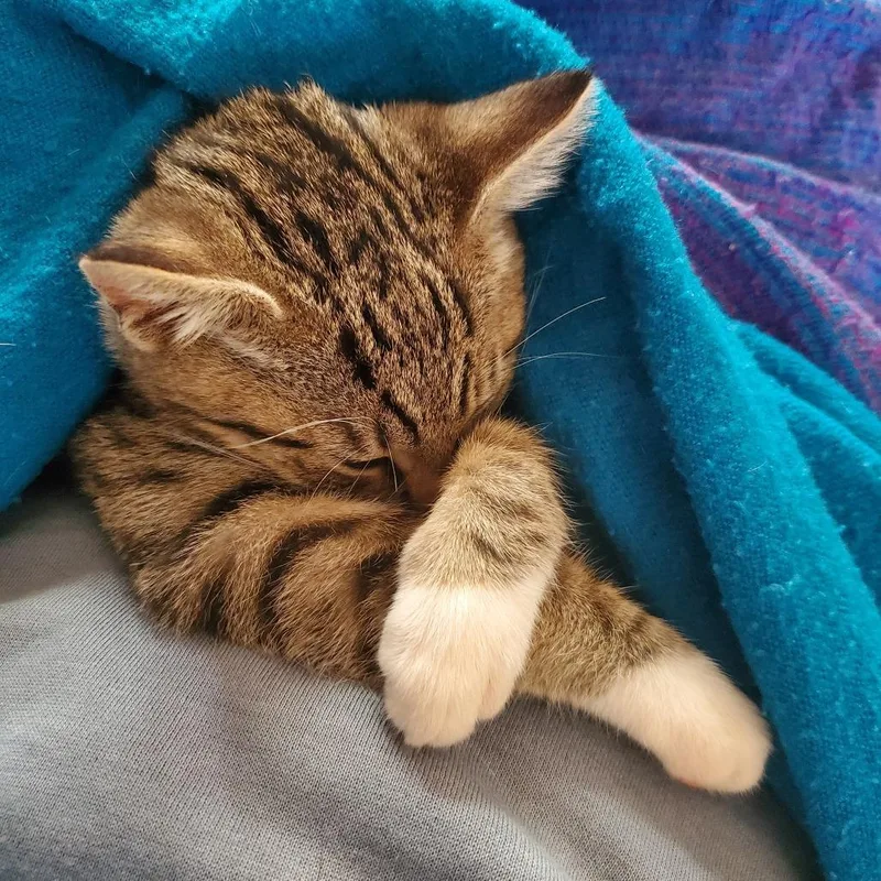 A baby small-sized male Brown / Chocolate Domestic Short Hair cat named Saint for adoption in Point Richmond, CA