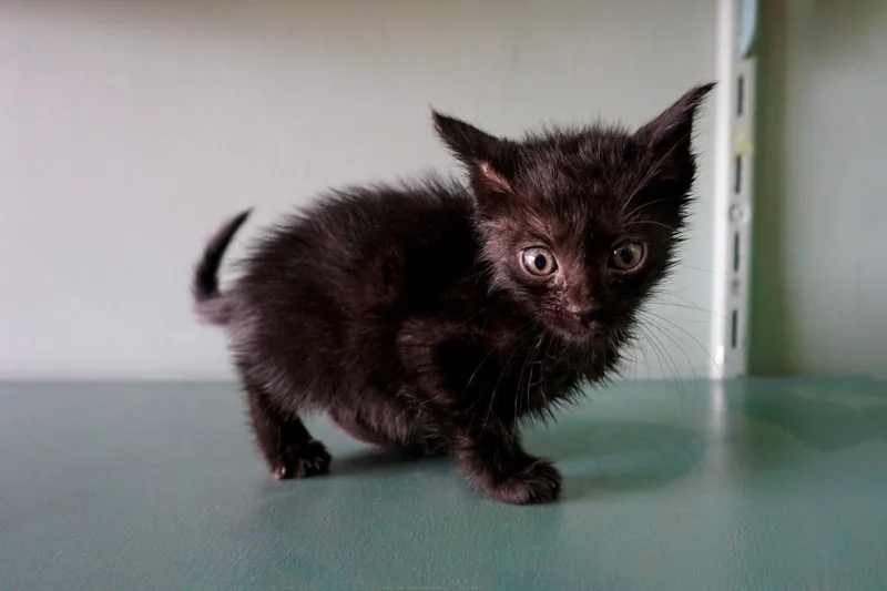 A baby medium-sized female Black Domestic Short Hair cat named Wendy for adoption in San Antonio, TX