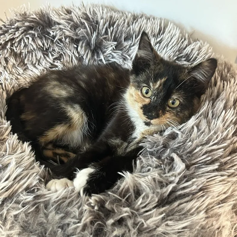 A baby small-sized female Black Domestic Short Hair cat named Avocado Toast for adoption in Fairfax, VA