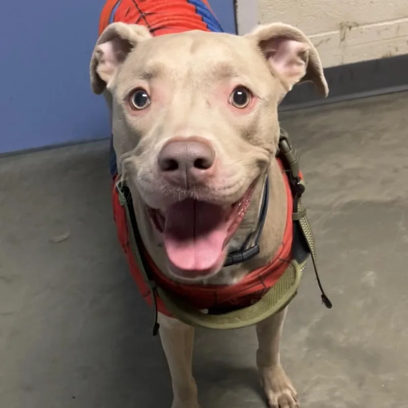An adult large-sized male Apricot / Beige Mixed Breed dog named Blue for adoption in DeKalb, IL