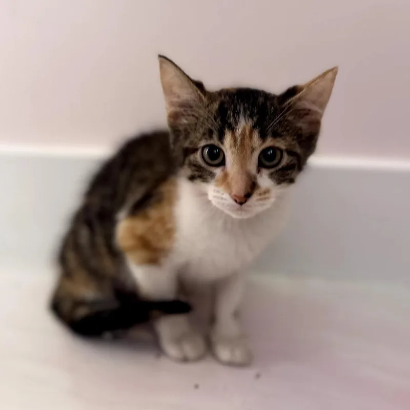 A baby small-sized female Calico Domestic Short Hair cat named Carmela for adoption in Forest Park, IL