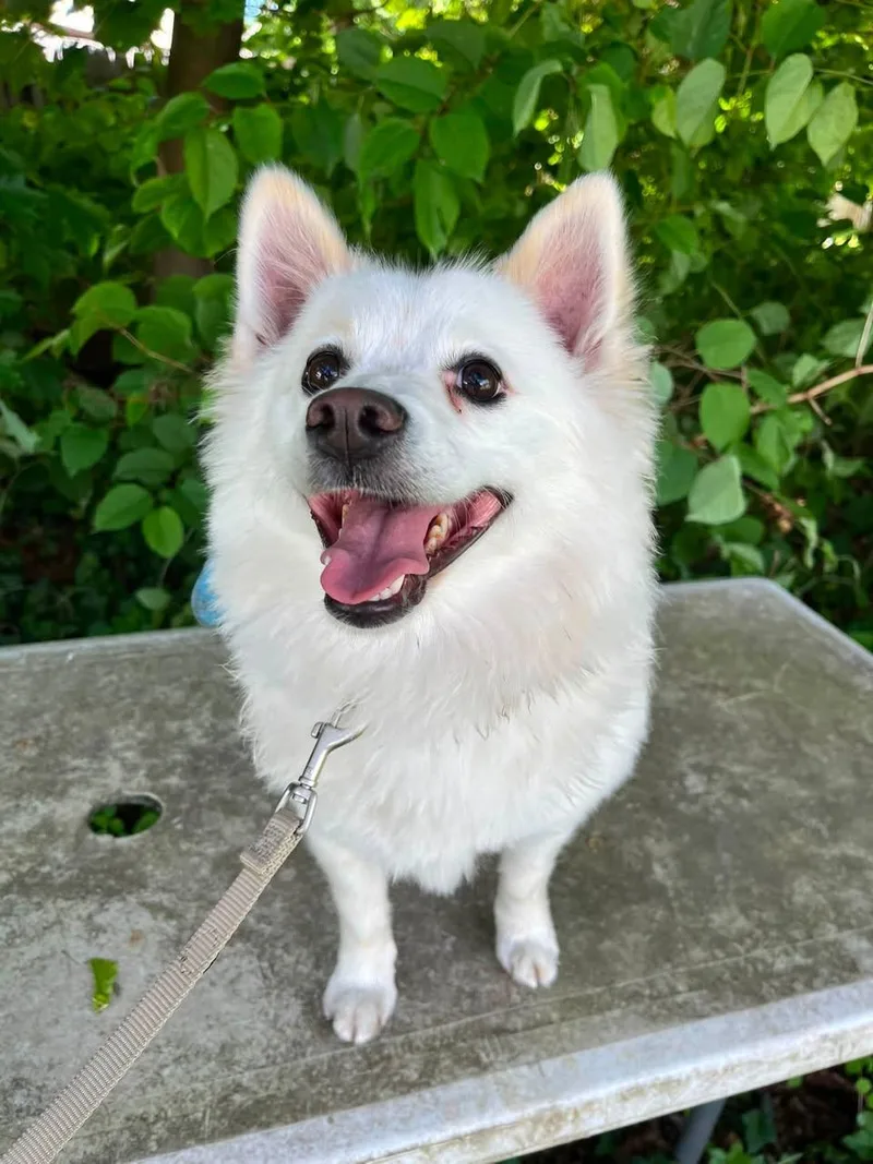 An adult small-sized male American Eskimo Dog dog named Rocky for adoption in Torrington, CT