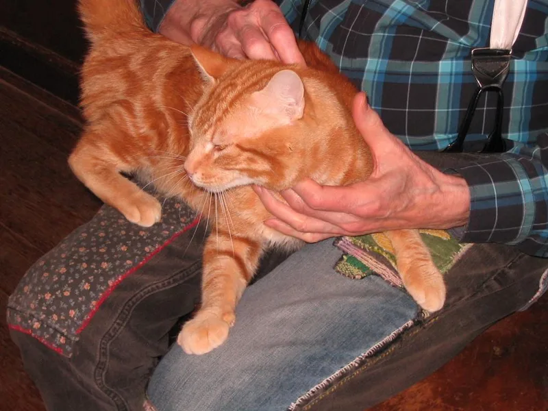 An adult large-sized male Orange / Red Domestic Short Hair cat named Bubba for adoption in Brooklyn, NY
