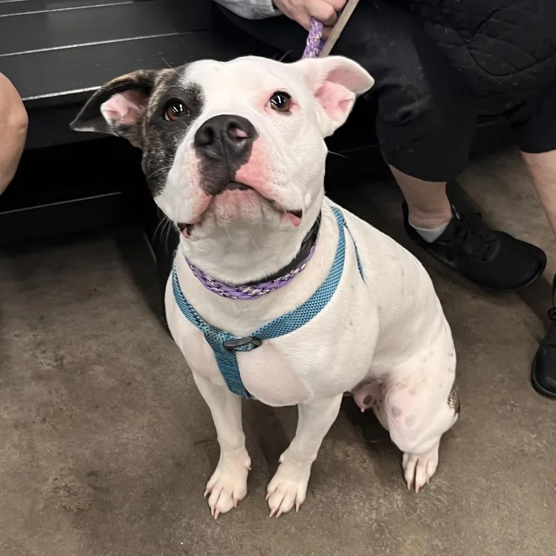 A young medium-sized female White / Cream Terrier dog named Daisy for adoption in Tampa, FL
