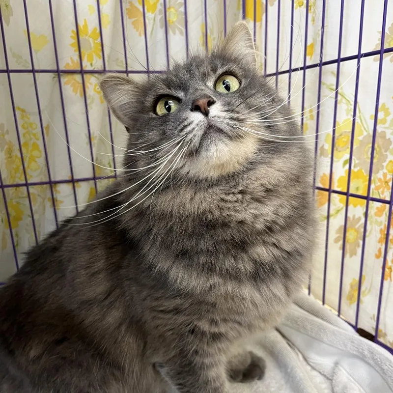 An adult large-sized female Gray / Blue / Silver Domestic Long Hair cat named Fantasy Football for adoption in Bedford, NH