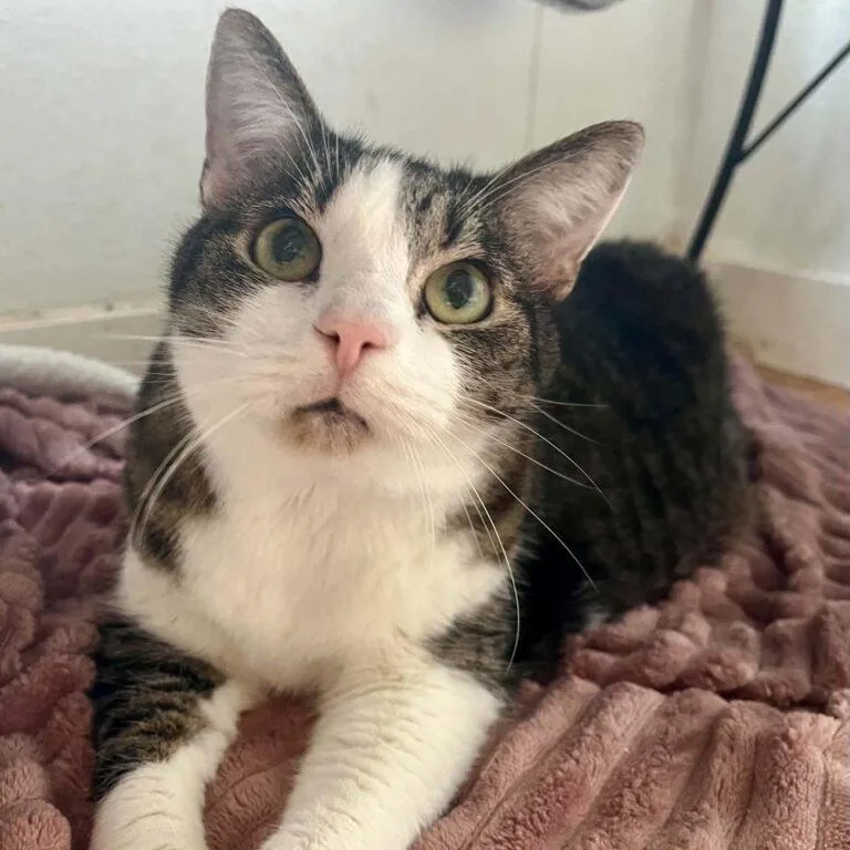 An adult medium-sized male Gray & White Domestic Short Hair cat named Earl for adoption in Pittsboro, NC