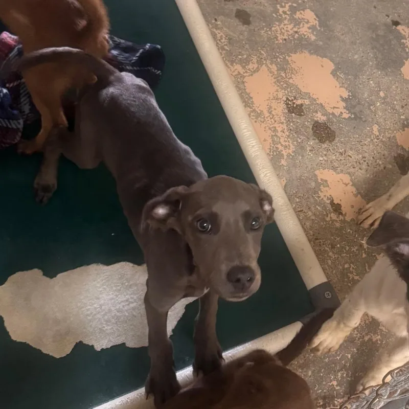 A young small-sized male Gray / Blue / Silver Labrador Retriever dog named Grant for adoption in Starkville, MS