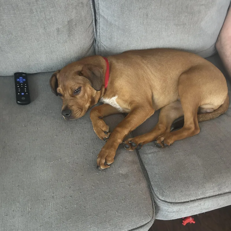 Cinnamon thumbnail 2