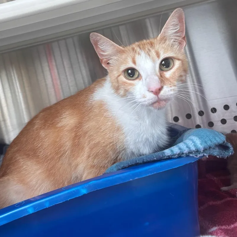 A young medium-sized female Orange / Red Domestic Short Hair cat named Marmalade for adoption in Norman, OK