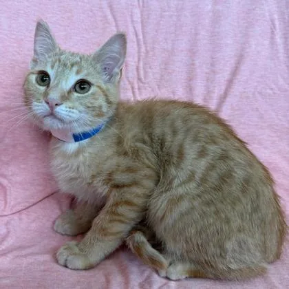 A baby small-sized male Domestic Short Hair cat named Charlie for adoption in Janesville, WI