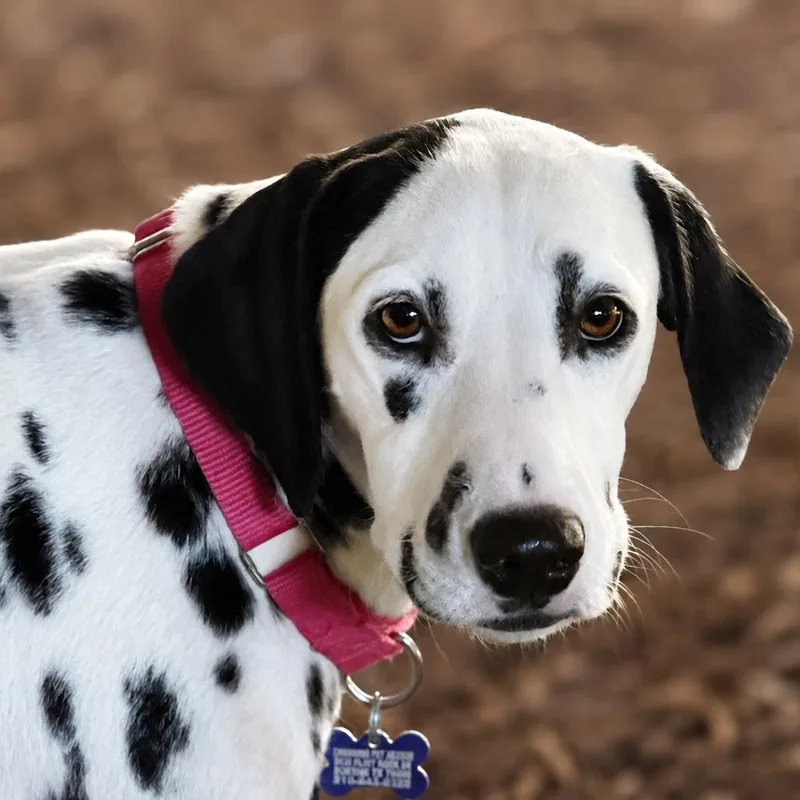 A young medium-sized female White / Cream Dalmatian dog named Dice for adoption in Boerne, TX