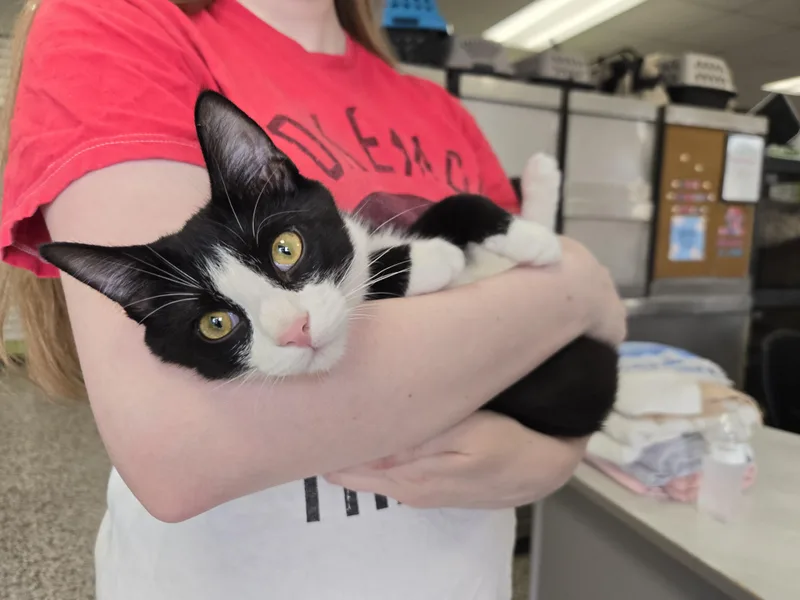 A baby medium-sized male Black & White / Tuxedo Domestic Short Hair cat named Todd for adoption in Richmond, KY
