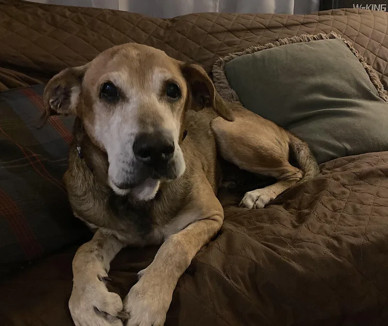 A senior medium-sized male Yellow / Tan / Blond / Fawn Hound dog named Copper for adoption in Chatham, NJ